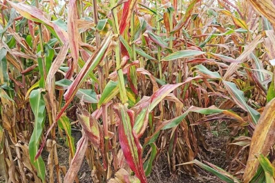 Cómo cosechar lotes de maíz afectados
