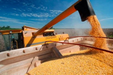 Estiman 7 millones de toneladas menos en la producción de maíz