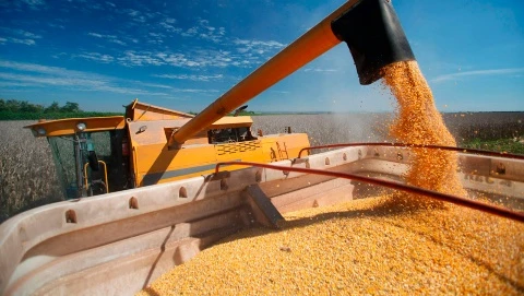 Estiman 7 millones de toneladas menos en la producción de maíz