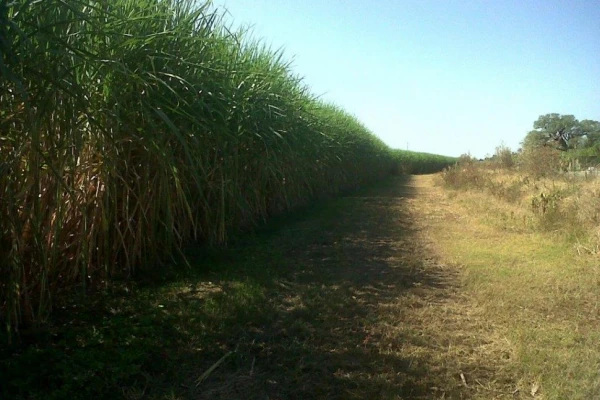 “Se cerraron contratos para exportar 450.000 toneladas de azúcar”
