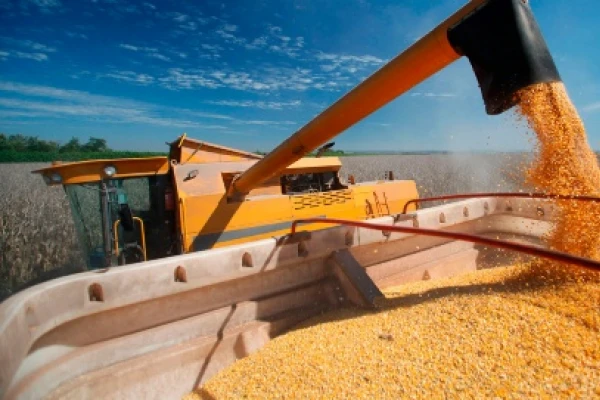 Estiman 7 millones de toneladas menos en la producción de maíz
