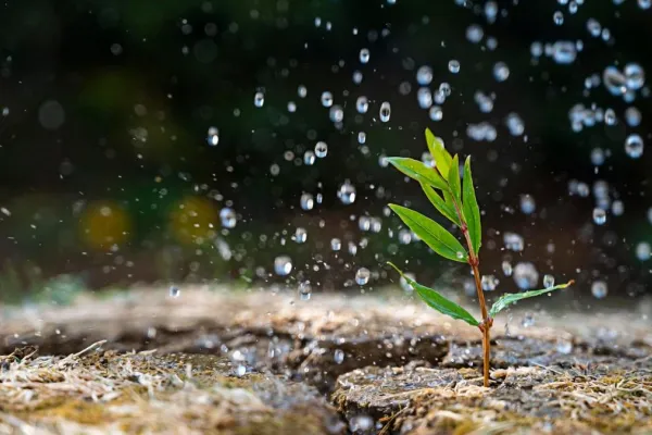 El “olor a lluvia”: ¿de qué se trata esta fragancia particular?