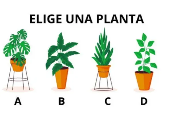 Test de personalidad: la planta que elijas revelará qué tenés que cambiar para sentirte mejor