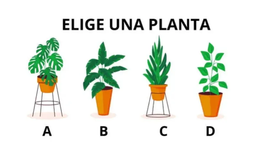 Test de personalidad: la planta que elijas revelará qué debes cambiar para sentirte mejor
