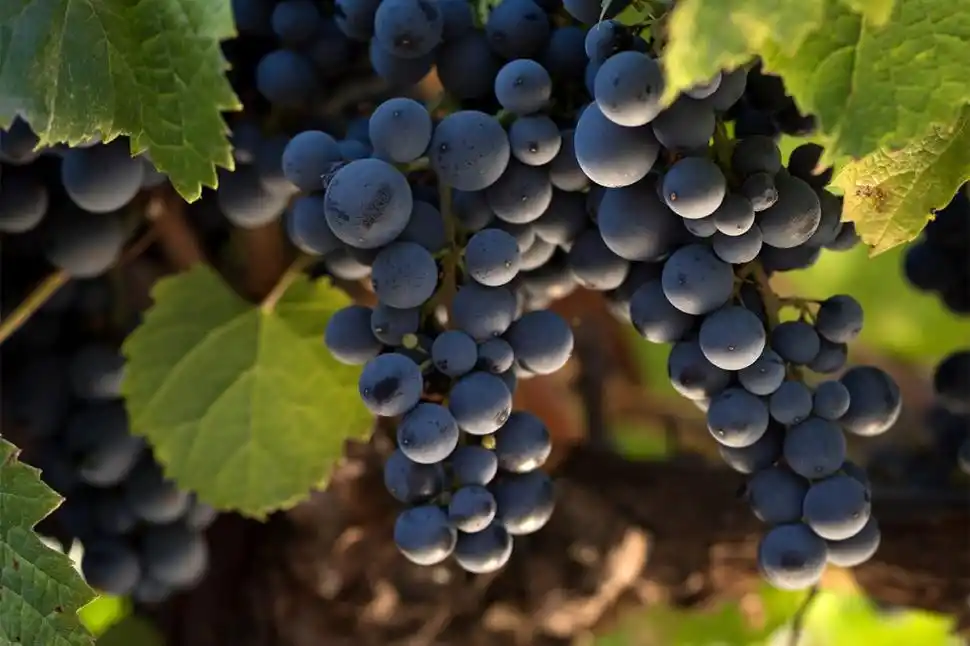 Cinco razones por las que el malbec es la puerta de entrada al universo del vino