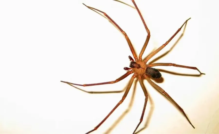 Picaduras de araña: cuáles son los riesgos, cómo identificar las más peligrosas y qué hacer ante ellas