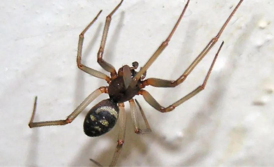 Picaduras de araña: cuáles son los riesgos, cómo identificar las más peligrosas y qué hacer ante ellas