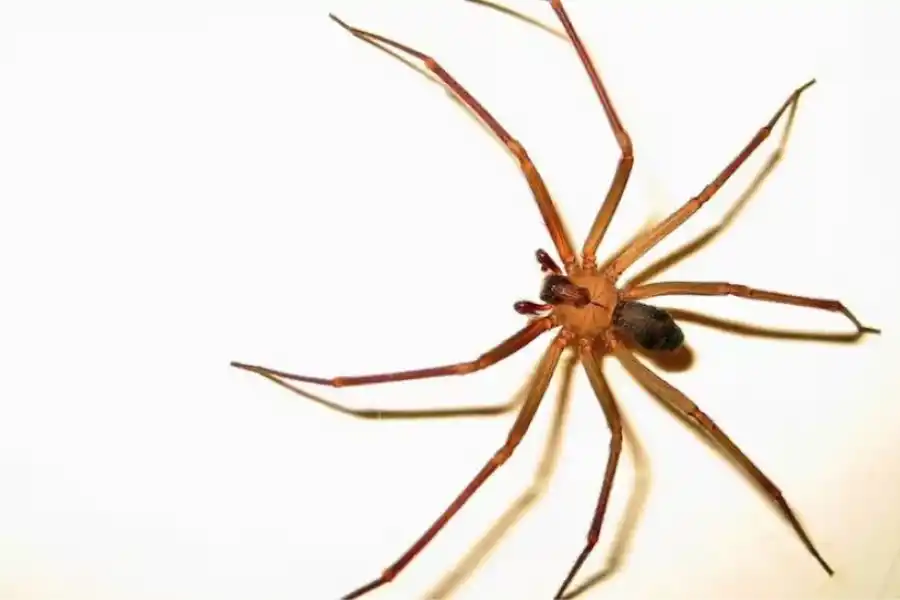 Picaduras de araña: cuáles son los riesgos, cómo identificar las más peligrosas y qué hacer ante ellas