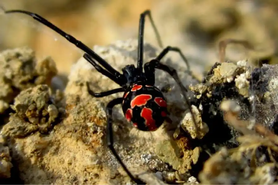 Picaduras de araña: cuáles son los riesgos, cómo identificar las más peligrosas y qué hacer ante ellas