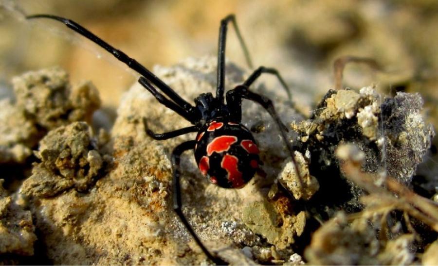 Picaduras de araña: cuáles son los riesgos, cómo identificar las más peligrosas y qué hacer ante ellas