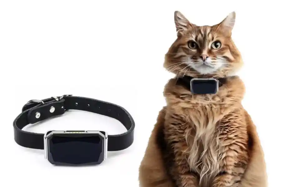 El collar en un gatito. Fuente: Mercado Libre