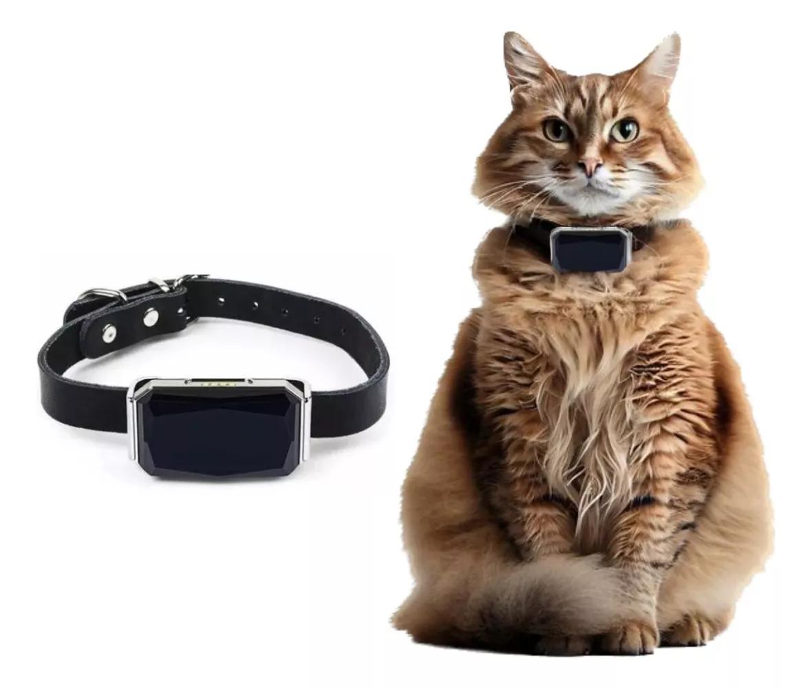 El collar en un gatito. Fuente: Mercado Libre