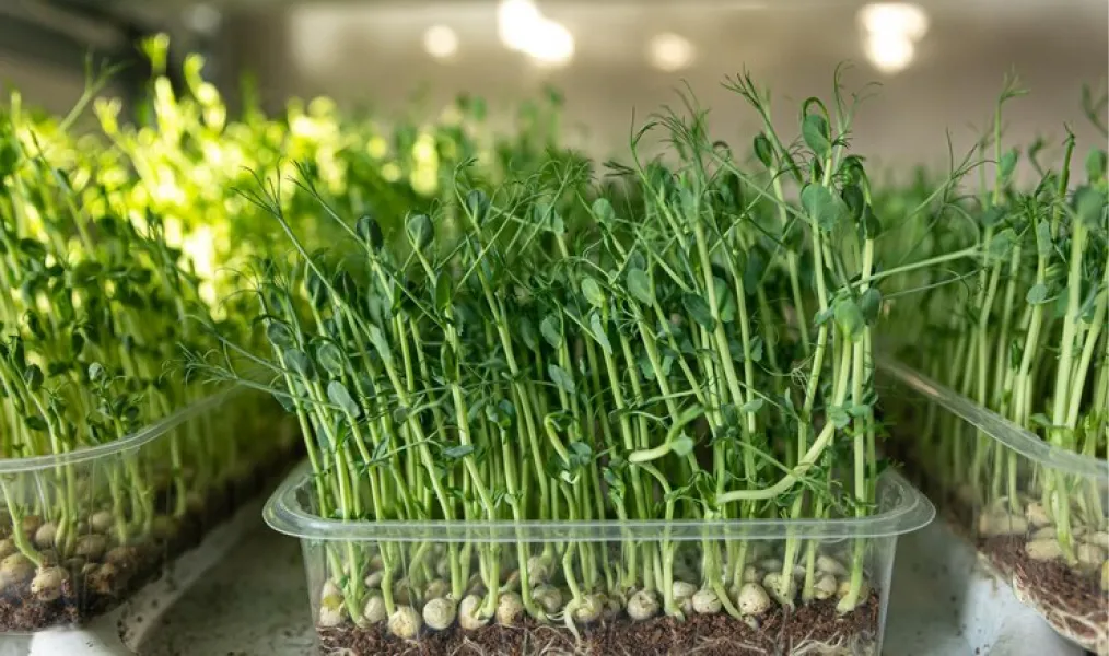 Se puede aprovechar cualquier rincón de la casa para empezar a plantar