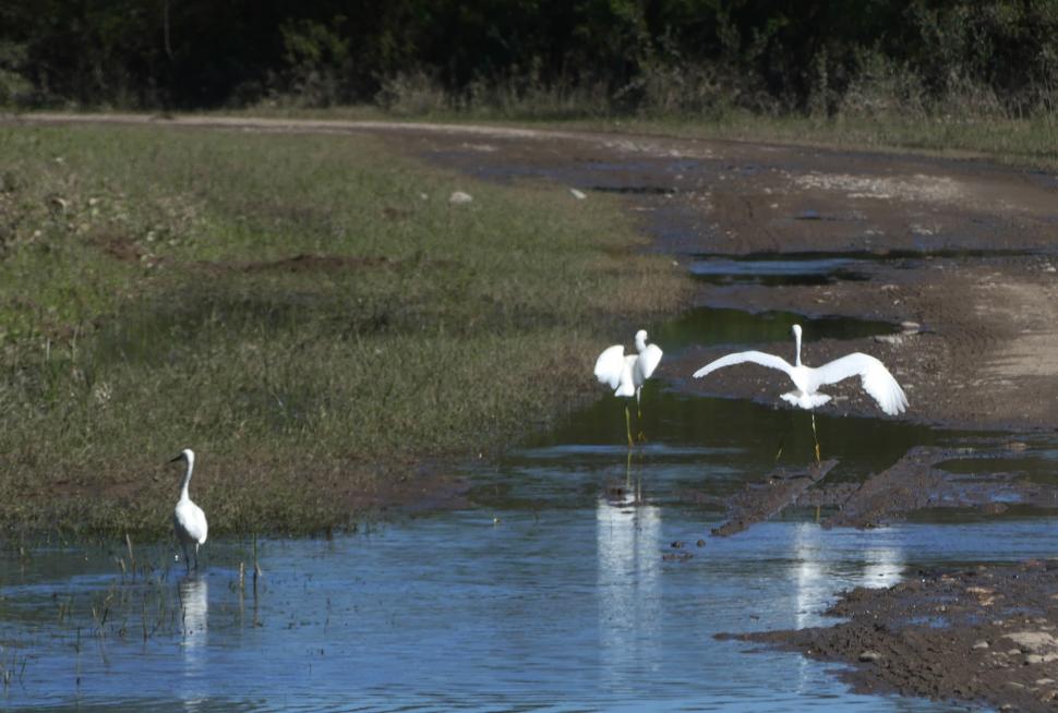 ENTRE GARZAS Y CHARATAS. A raíz de las constantes inundaciones, las aves comenzaron a asentarse en el cada vez más pantanoso paisaje.