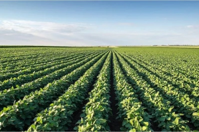 Soja: el área sembrada decreció en relación a la campaña pasada