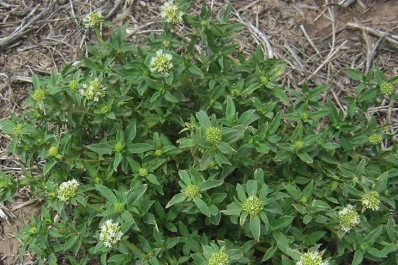 Ensayos de manejo de malezas en soja, maíz, poroto y sorgo