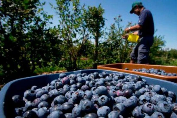 La fruta orgánica seguirá siendo pilar para la exportación argentina, pero con cambios