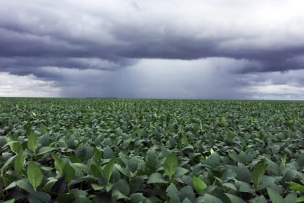 La actual campaña de granos fue más cálida en cuanto a temperaturas mínimas, con noches más calurosas