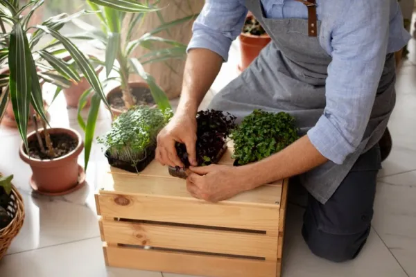 Economía en el hogar: qué verduras plantar en casa para ahorrar