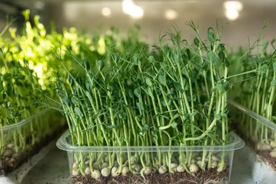 Se puede aprovechar cualquier rincón de la casa para empezar a plantar