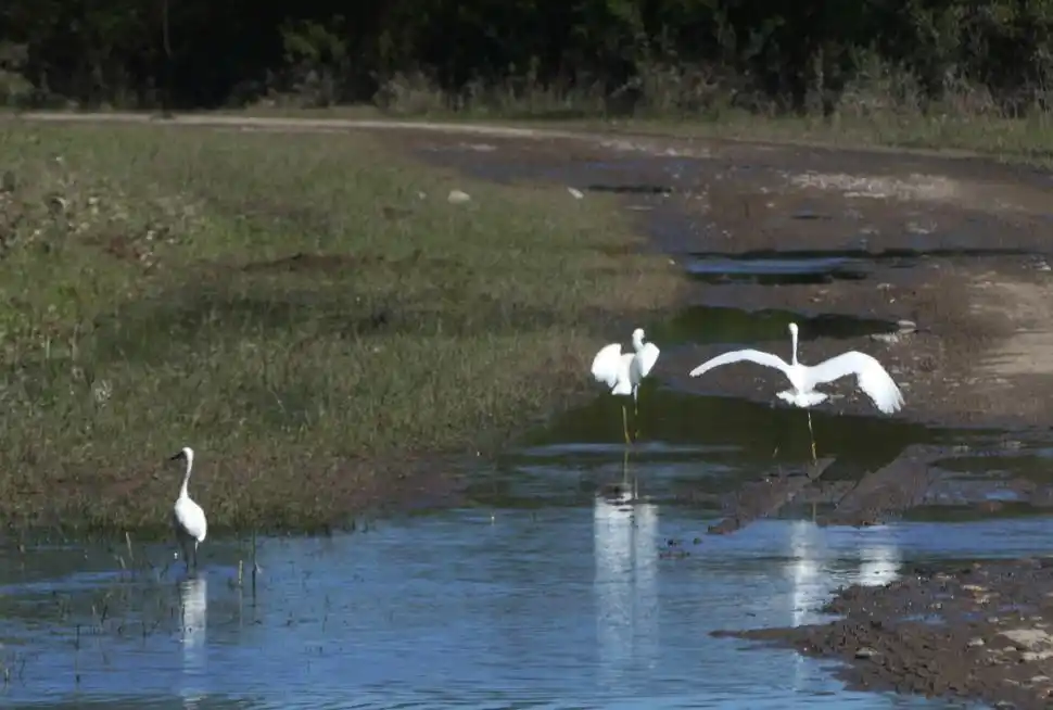 ENTRE GARZAS Y CHARATAS. A raíz de las constantes inundaciones, las aves comenzaron a asentarse en el cada vez más pantanoso paisaje.