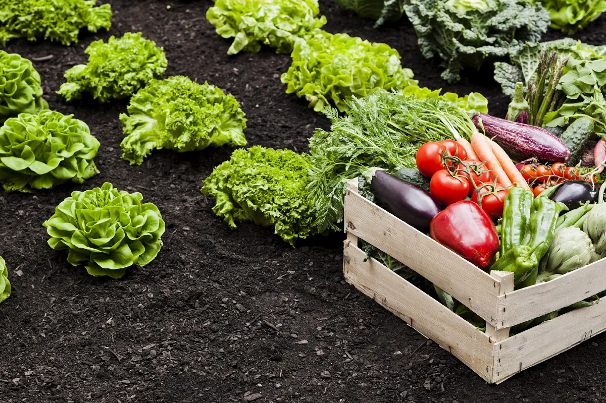 Comer mejor y más barato: tips para sembrar tu propia huerta en casa