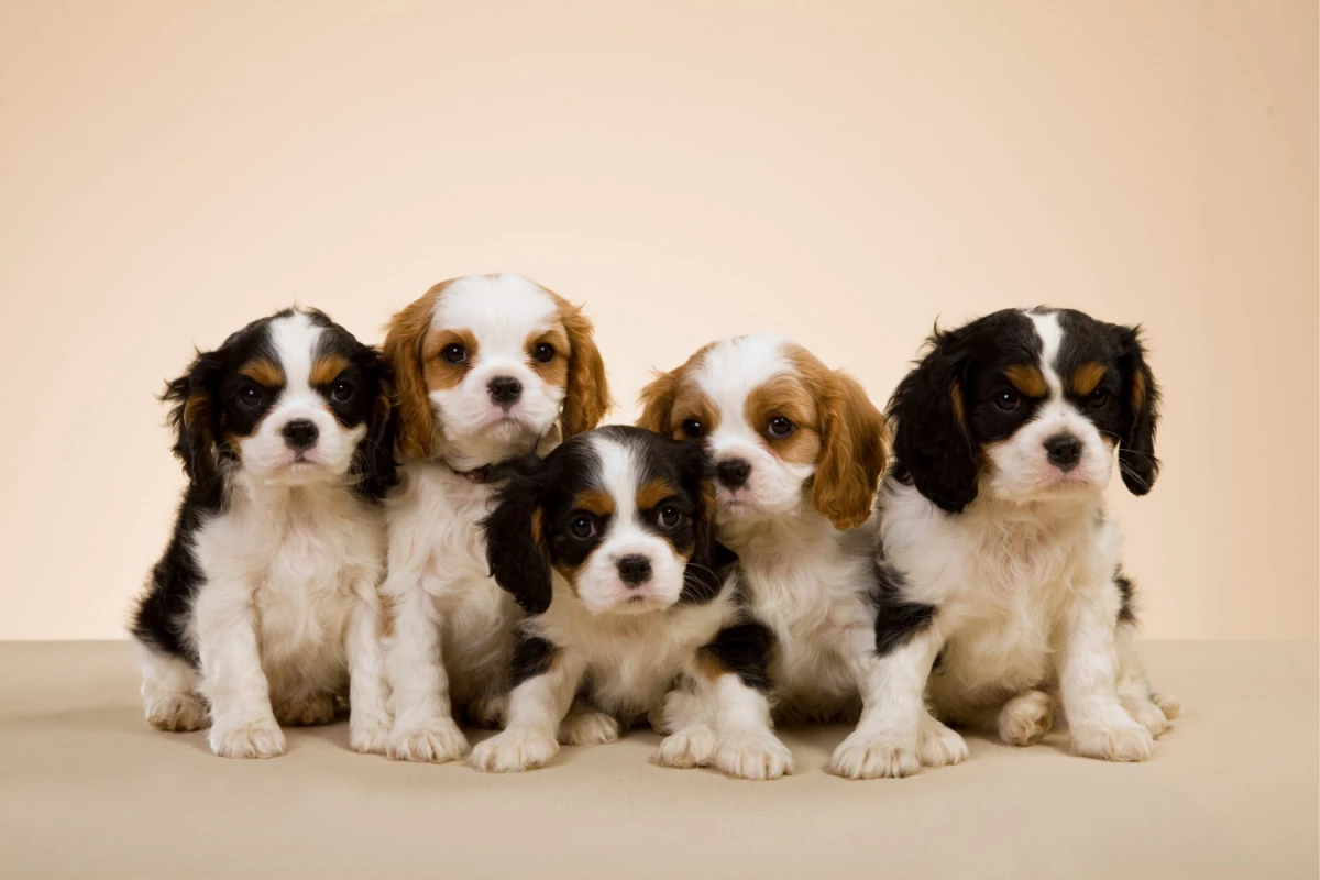 Las tres razas de perros más cariñosas según un especialista.