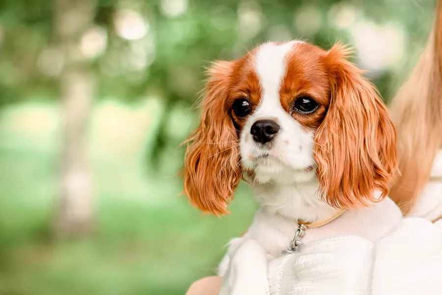 Cavalier King Charles Spaniel, el segundo más cariñoso