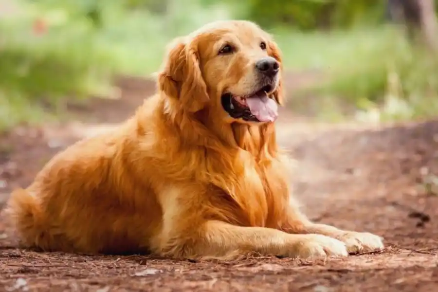 Los Goldens y su encanto en el tercer lugar. 