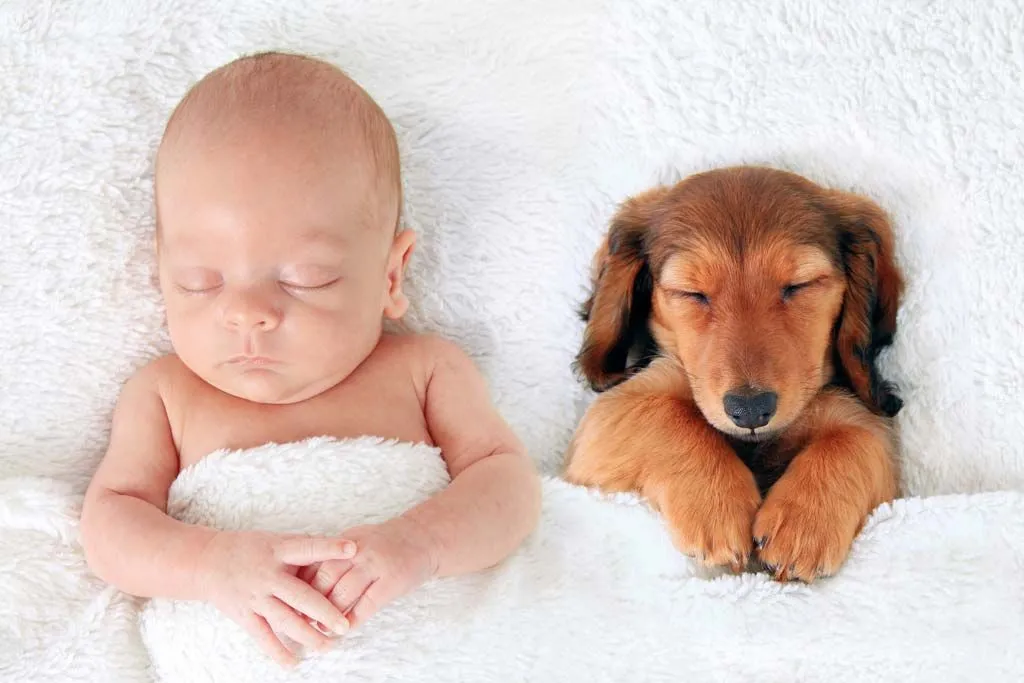 Las diferencias en la comunicación cuando nos referimos a los bebés y a los perros a cuando la interacción es con adultos. 
