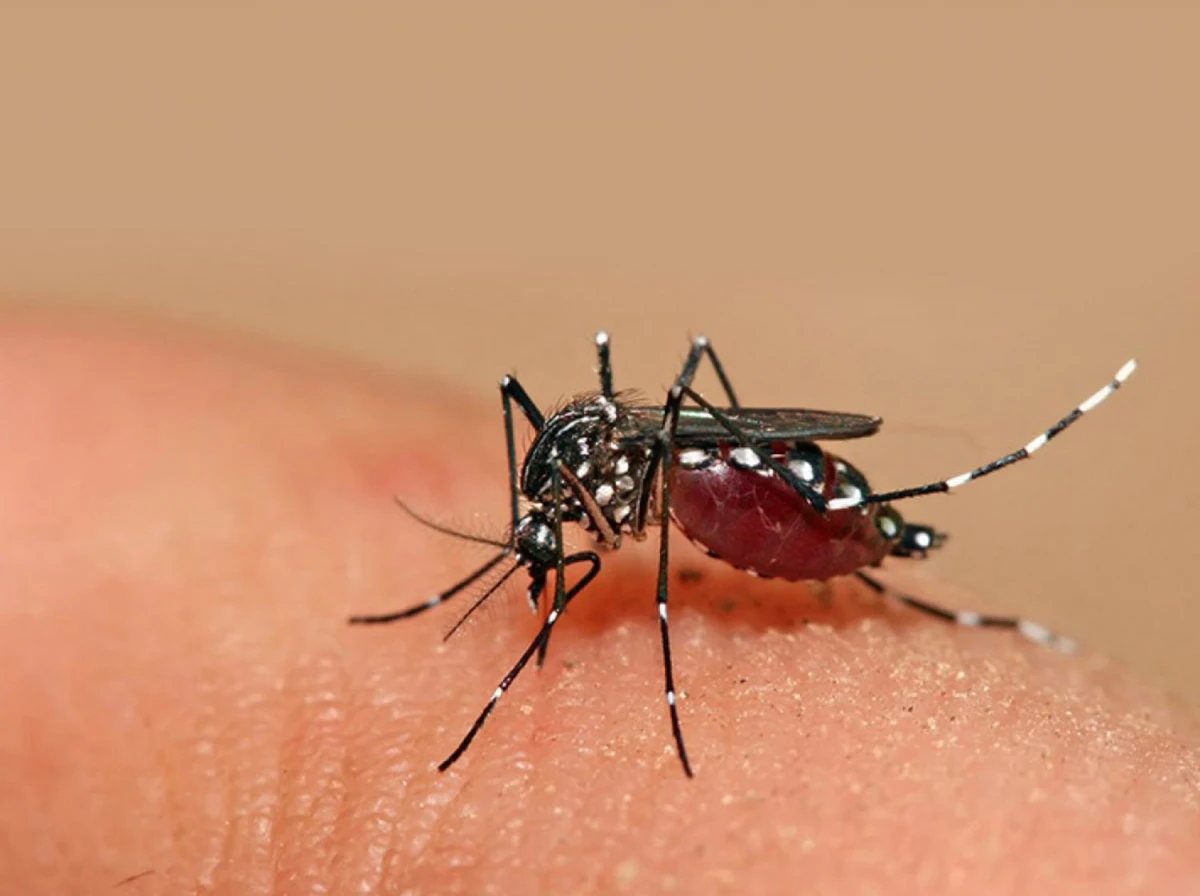 ¿Tendremos dengue todo el año?