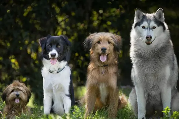 Cuál es la raza de perro más adecuada para cada persona y cómo debe ser la adopción de la mascota