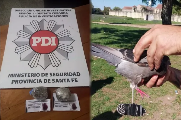 Intentaron usar una paloma mensajera para entrar droga a la cárcel