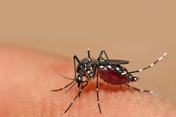 ¿Tendremos dengue todo el año?