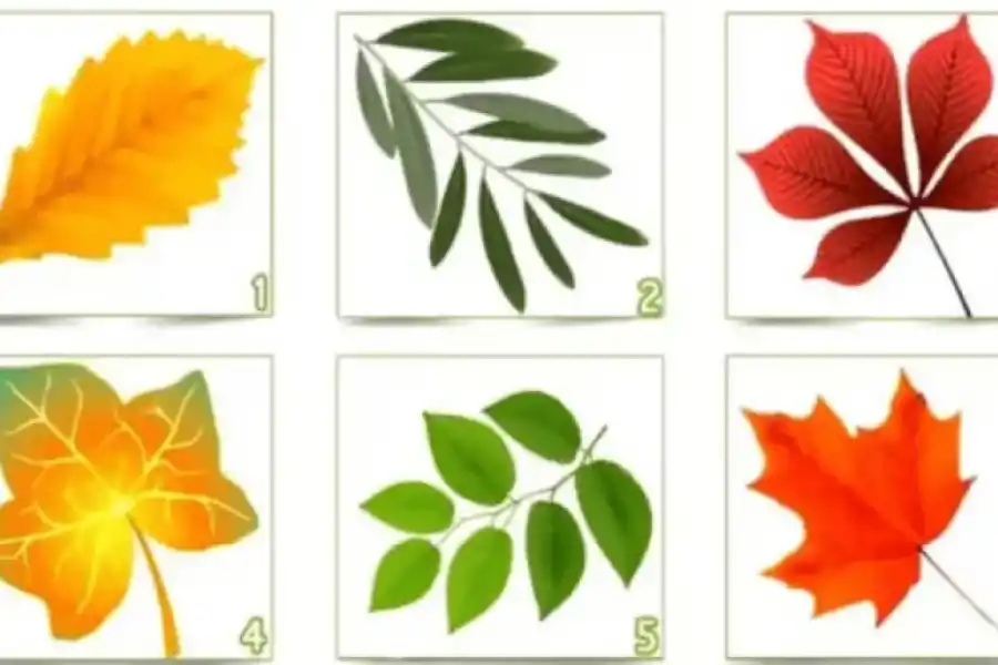 La hoja que elijas revelará información vital sobre vos.