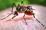 Dengue: Es importante no dejar que avance la enfermedad, afirmó una especialista