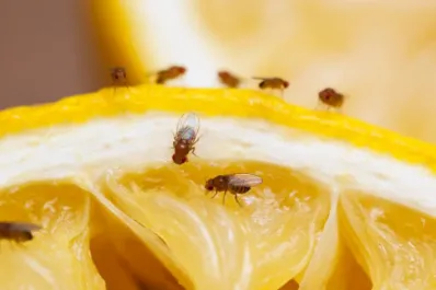 Cuál es el truco infalible para eliminar los mosquitos de la cocina y evitar que regresen