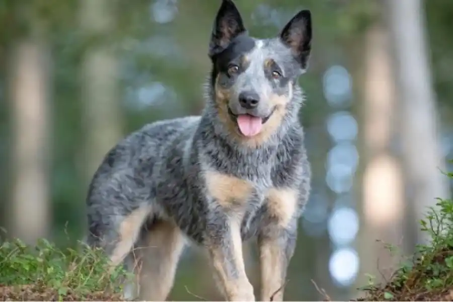 La raza de perro que querrás conocer.