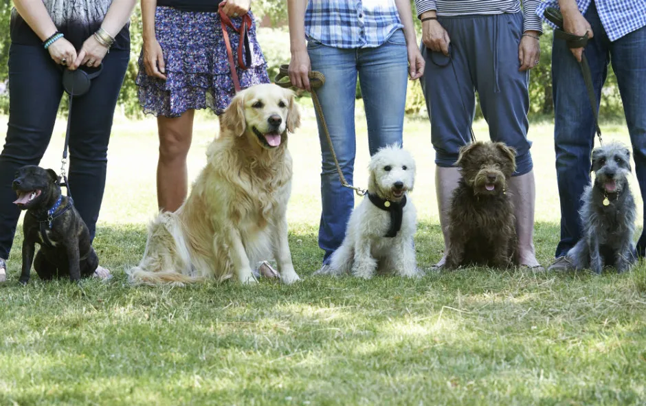 Cuál es la raza de perro considerada la mejor mascota, según los veterinarios