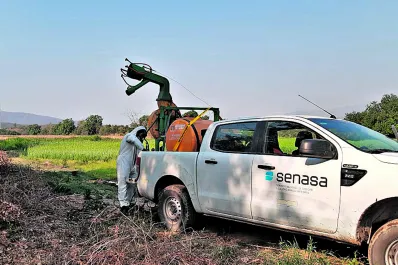 Langostas: los centros regionales del Senasa se reunieron para coordinar acciones