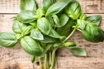 Por qué deberías comer una hoja de albahaca todos los días