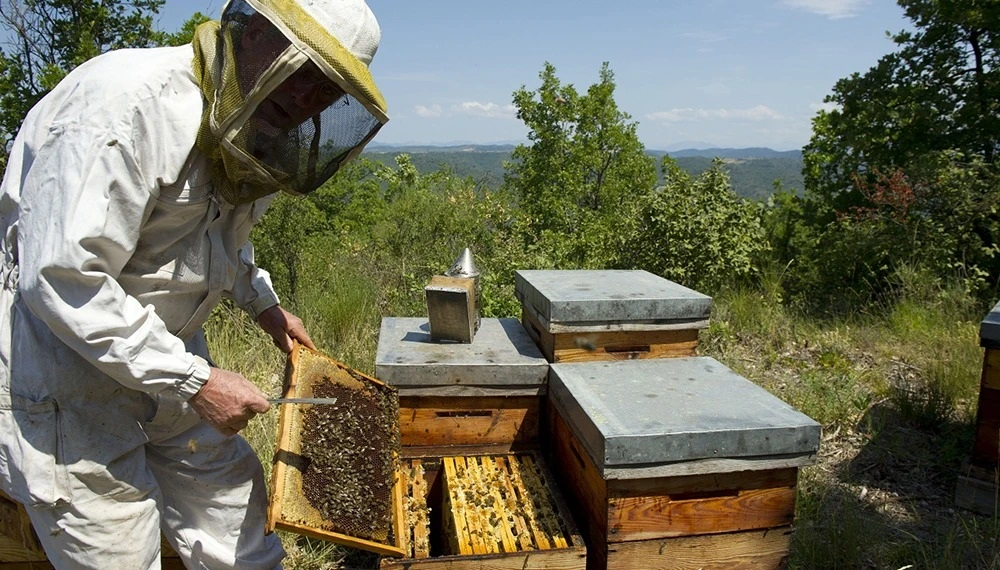 Las abejas ayudan a combatir los hongos en las frutillas