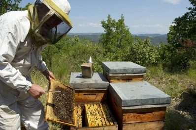 Las abejas ayudan a combatir los hongos en las frutillas