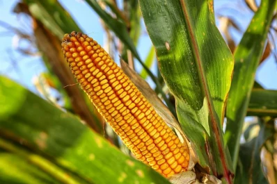 El sector maicero espera con ansias   la llegada del frío