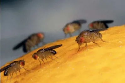 Moscas del desagüe: ¿cómo eliminar este pequeño insecto que contamina las frutas y otros alimentos?