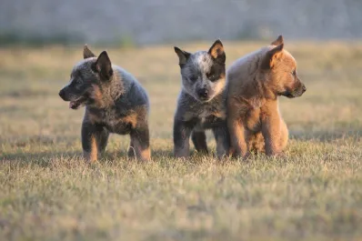 Un nuevo compañero: ¿cuál es una de las mejores razas de perro para adoptar?