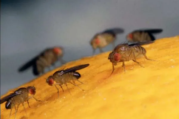 Moscas del desagüe: ¿cómo eliminar este pequeño insecto que contamina las frutas y otros alimentos?