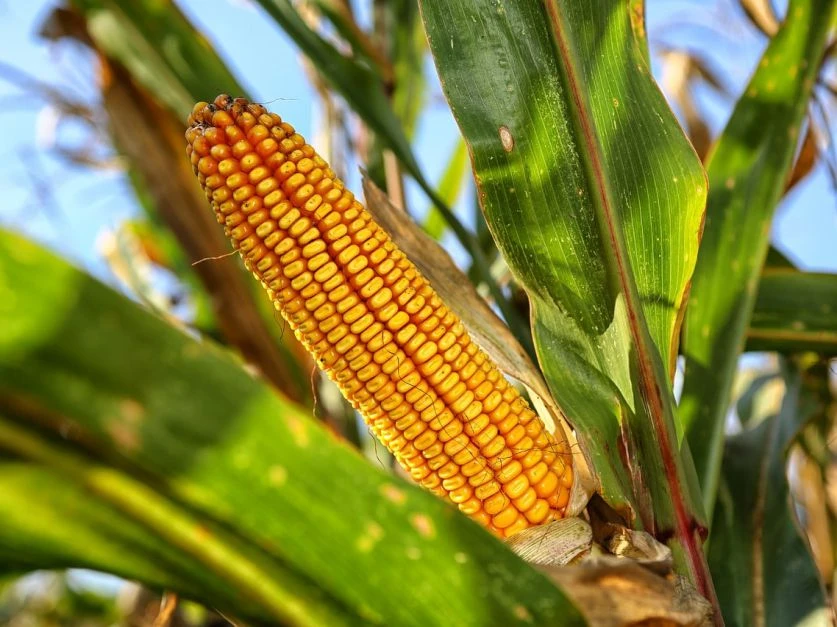 POSITIVO. El frente frío del miércoles fue saludado por productores de maíz.