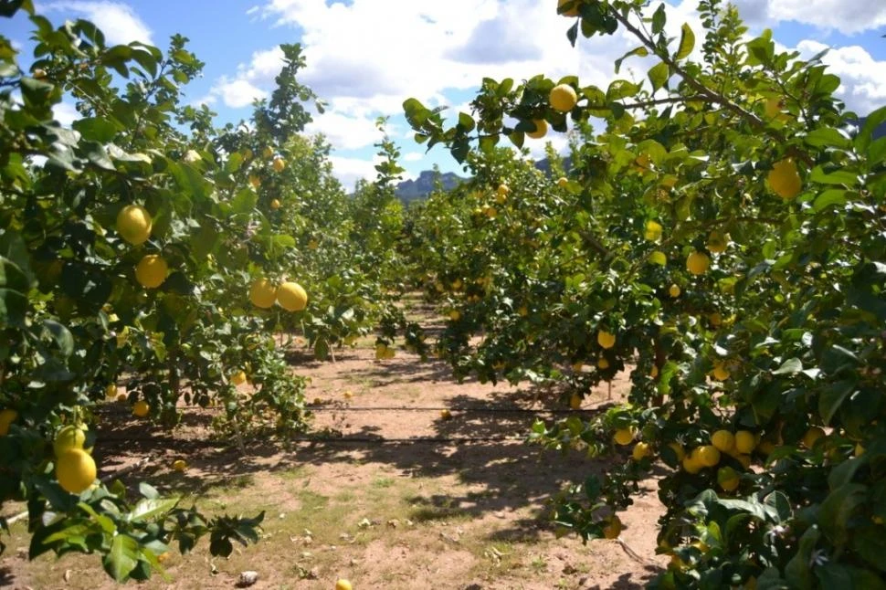 DATO. Tucumán cuenta con alrededor de 41.990 hectáreas netas de limón, según mediciones satelitales de la Eeaoc.