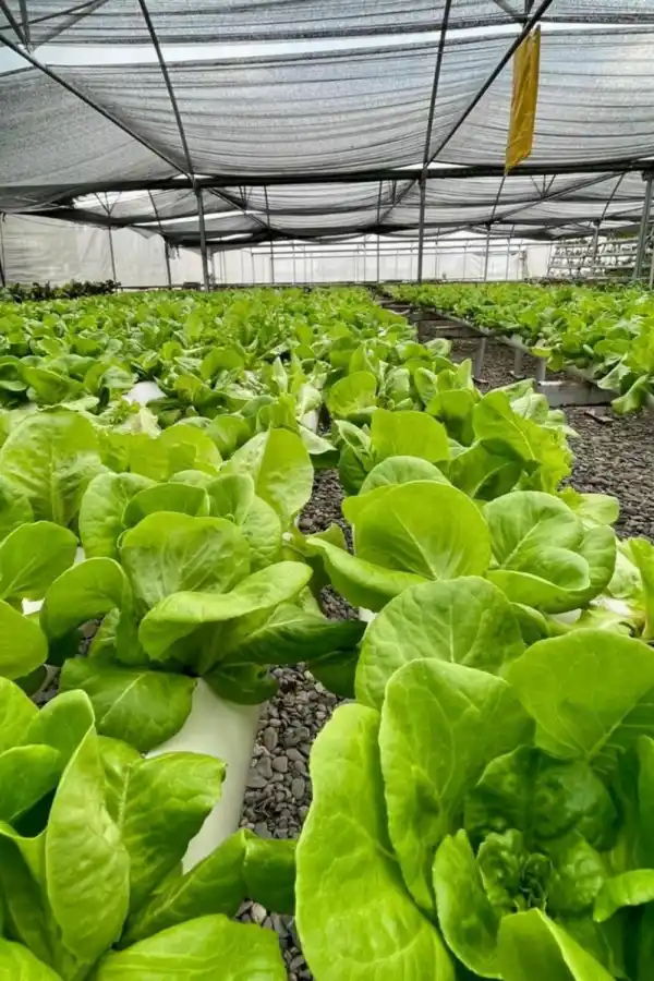 Abrir nuevos mercados y mantener los actuales son los ejes de Herecitrus